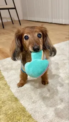 amiamikuming様 お打ち合わせ用