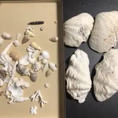 貝　貝殻　シャコ貝　インテリア