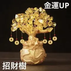 お金のなる木　招財樹　風水　インテリア　金運