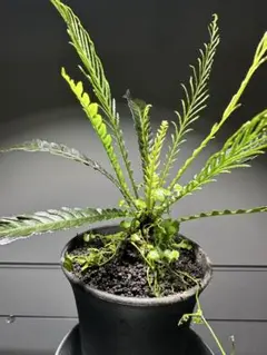 ブレクナムオブツサタム　シダ植物 Blechnum obtusatum var. obtusatum（オブオブ）の育て方