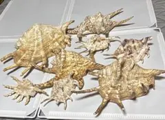 沖縄県産 クモガイ