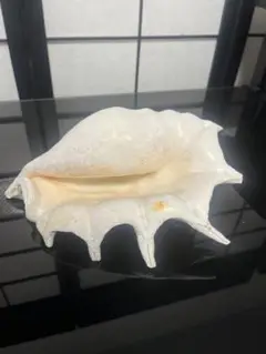 貝殻 インテリア小物 手のひらサイズ