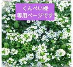 押し花素材 143