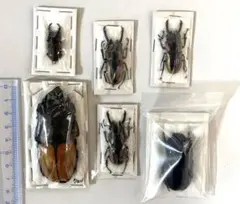 クワガタ&カブトムシ標本6頭セット オマケでベリコサツヤクワガタ?