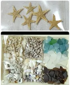 貝殻 2 シーグラス　工作材料