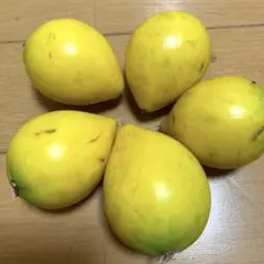 ふりこ様ごめんなさい。厳しいでしたアビウ　特選実生苗 アビウ苗 実生苗 : りゅうか商事 - 通販 - Yahoo!ショッピング