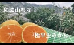極早生みかん【10kg箱満杯】減農薬