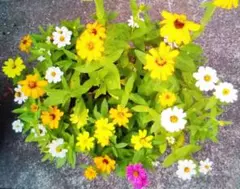 百日草の種(5種類×15粒)