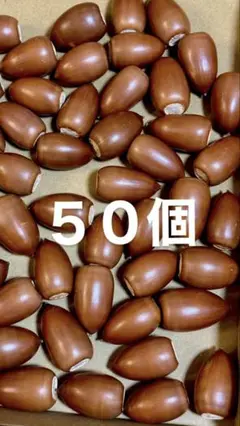 どんぐり ドングリ 木の実
