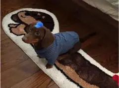 ラグ ミニチュアダックス フロアマット　チョコタン マット 犬 ダックスフンド