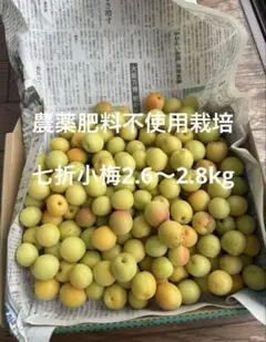 ★希少な大粒！七折小梅　ブランド梅　10kg　2L〜3Lサイズ　☆クール便利用 ☆希少な大粒！七折小梅 ブランド梅 10kg 2L〜3Lサイズ ☆クール