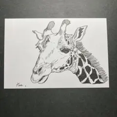 ボールペン画　きりん