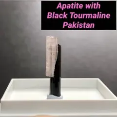 アパタイトとブラックトルマリンの共生結晶原石 外国産鉱物標本 燐灰石 黒電気石