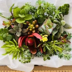 寄せ植えセット❷ カット苗 詰め合わせ 多肉植物