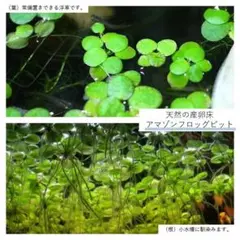 天然産卵床 アマゾンフロッグピットと水草2種セット