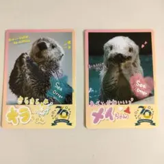鳥羽水族館　70周年記念　コレクションカード　キラ　メイ