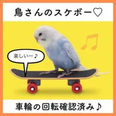 バードトイ インコ スケボー 大人気 SNS映え 鳥さんスケボー セキセイインコ
