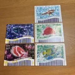 マリンマリン 魚 カード