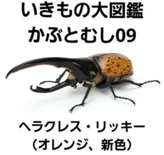 いきもの大図鑑　かぶとむし09　ヘラクレス・リッキー　オレンジ　新色