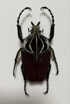 ゴライアスオオツノハナムグリ 標本 黒フレーム 品質のいい ゴライアスオオツノハナムグリ 標本 黒フレーム 標本