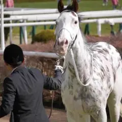 2025年最新】ブチコ 馬の人気アイテム - メルカリ