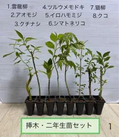 まる　　アオモジ養生株 2025年最新】アオモジ 枝の人気アイテム - メルカリ