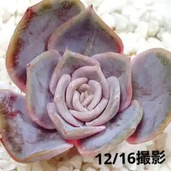 ブルーサプライズ 美苗 韓国苗 多肉植物