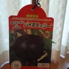 希少バイオチェリー　鉢植え　大株　実付き バイオチェリー」の人気商品一覧 | 安い商品を通販サイトから