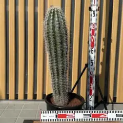 武倫柱 ブリンチュウ 【樹高:約88cm】May52 サボテン：武倫柱（ブリンチュブウ）4号鉢植え の通販 | 園芸ネット