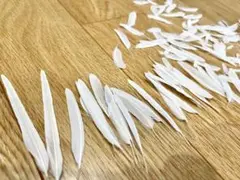 【インコの羽根(白色長め)】セキセイインコ　鳥　ハンドメイド