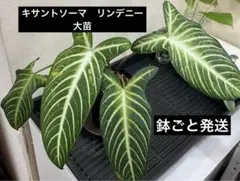 超希少❗️特大❗️アロカシア　キサントソーマ　リンデニー✨ 楽天市場】アロカシア キサントソーマ リンデニー 観葉植物