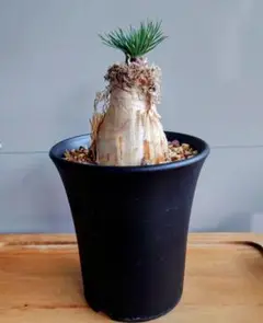 ミ*コ様 特選 希少多肉植物 ゲチリス・グランディフローラ 南アフリカ原産 大株 ゲチリスグランディフローラ #gethyllisgrandiflora まるで現地