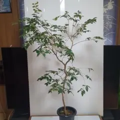 トーマさん専用。ジャボチカバ。小葉。大実。果樹。鉢ごと無料で発送致します。 トーマさん専用。ジャボチカバ。小葉。大実。果樹。鉢ごと無料で