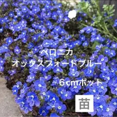 【人気❗️】ベロニカオックスフォードブルー 6cmポット 1苗 ポットごと発送★