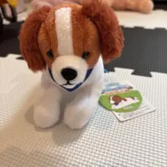 コーイケルホンディエのおでこちゃん　ぬいぐるみ