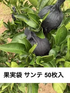 果実袋 サンテ 黒色 約3.3kg(約600枚入)