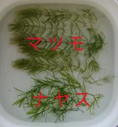 マツモ5本&ナヤス5本 (無農薬)・・・補償付き