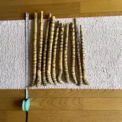布袋竹ーー根っこ付き