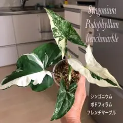 シンゴニウムポドフィラム フレンチマーブル ③