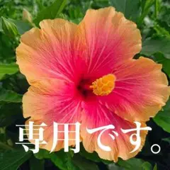 専用