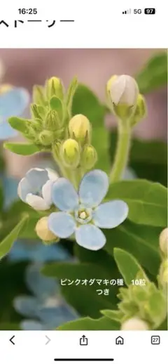 ブルースター種　50粒