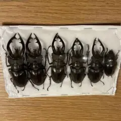 標本 チベットミヤマクワガタ ミャンマー産 6頭セット