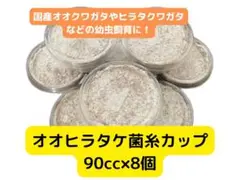 オオヒラタケ菌糸カップ 90cc 8個