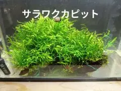 陰性水草　巨大流木レイアウトセット 陰性水草 巨大流木レイアウトセット - メルカリ