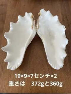 石垣島　シャコ貝1組