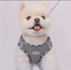 犬用　ハーネス　小型犬用