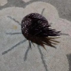 ウニの殻　棘付き