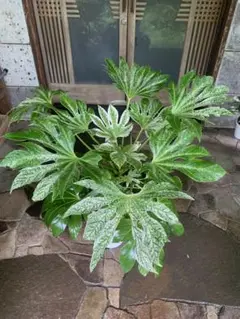 楽天市場】ヤツデ 'スパイダー ウェブ' : おぎはら植物園