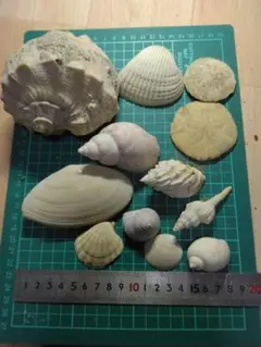 Item thumbnail for item d7d952db-c9f3-4b1c-a9cf-663115fec3ff