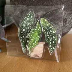 ベゴニア観葉植物　熱帯植物 マグネットB